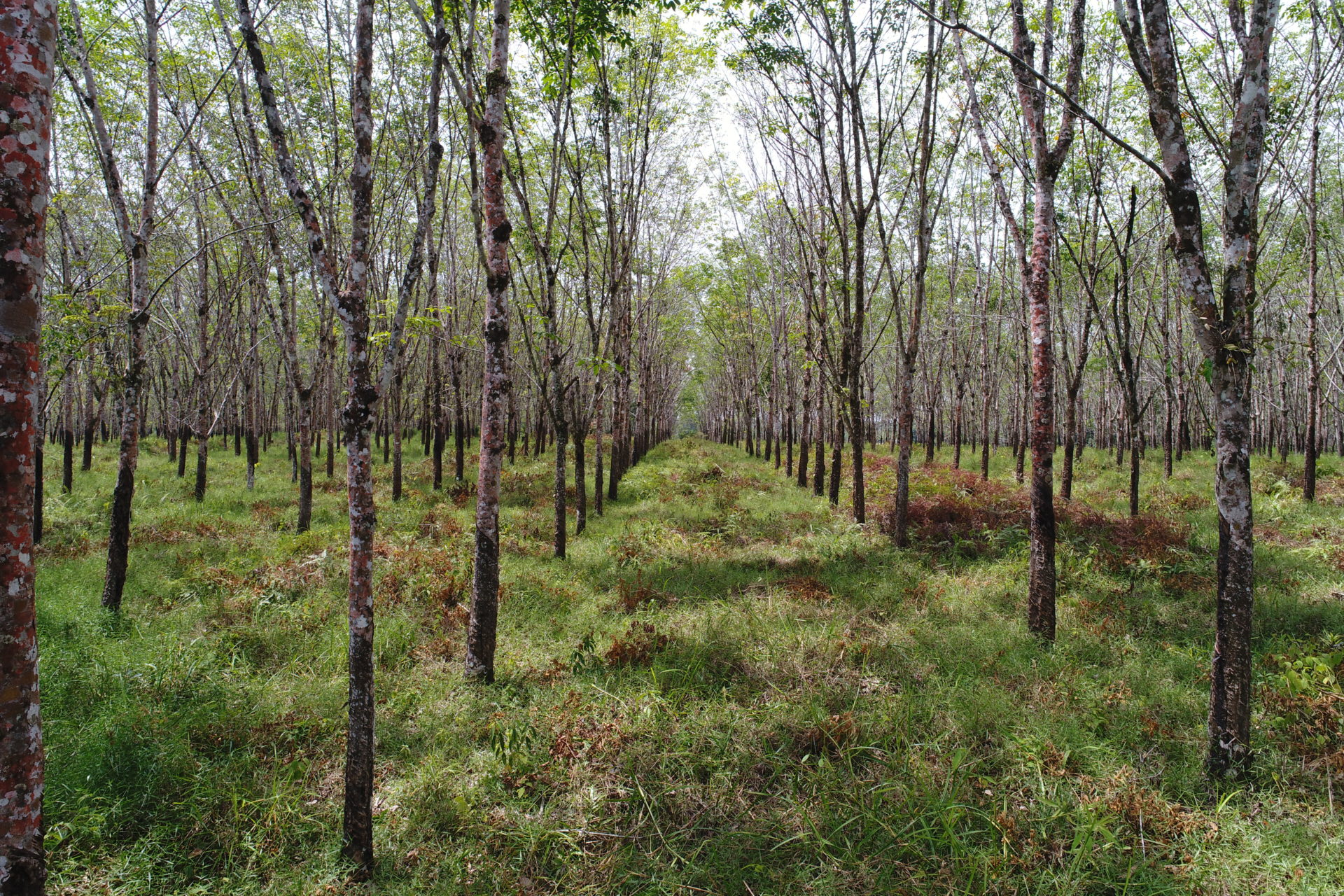 Natural Rubber Basics | Technically Specified Rubber
