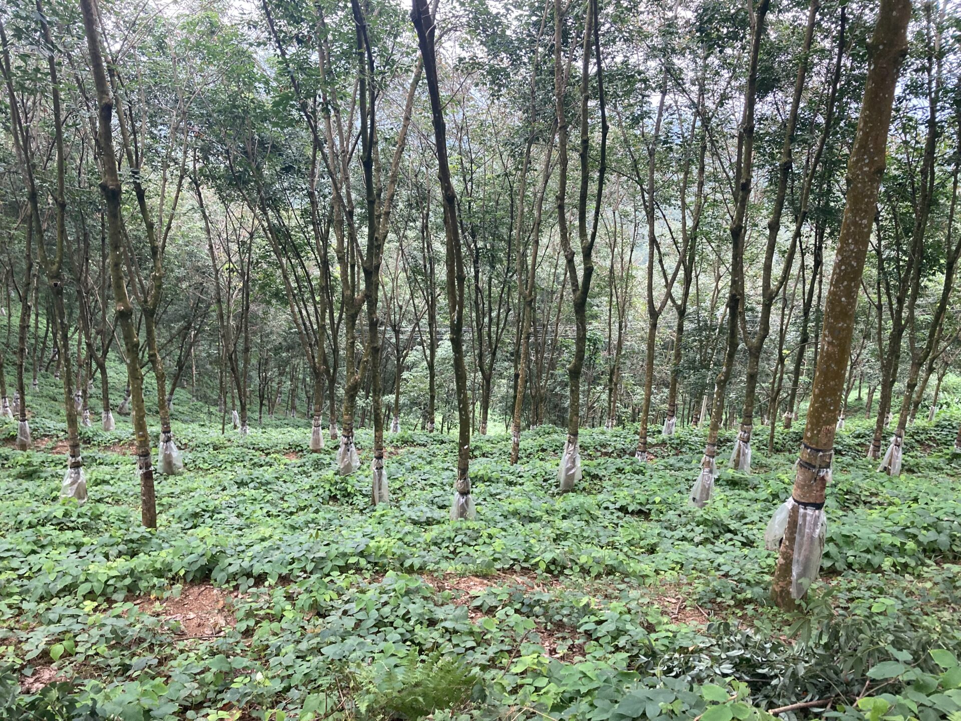 【出張報告】スリランカ天然ゴム農園を視察しました! (ペールクレープ)